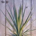 Yucca Blue Boy