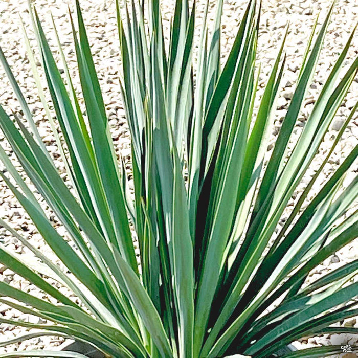 Blue Sentry Yucca
