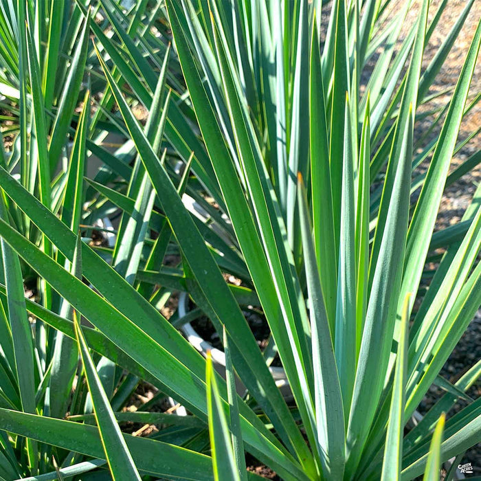Blue Sentry Yucca