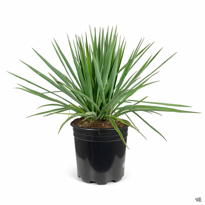 Yucca Blue Sentry 2 gallon