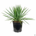 Yucca Blue Sentry 2 gallon