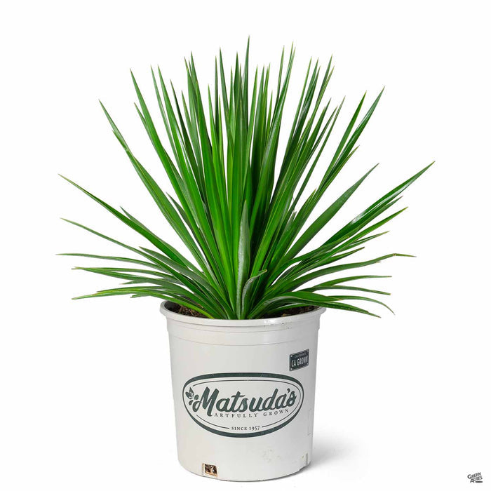 Blue Sentry Yucca 2 gallon Matsudas