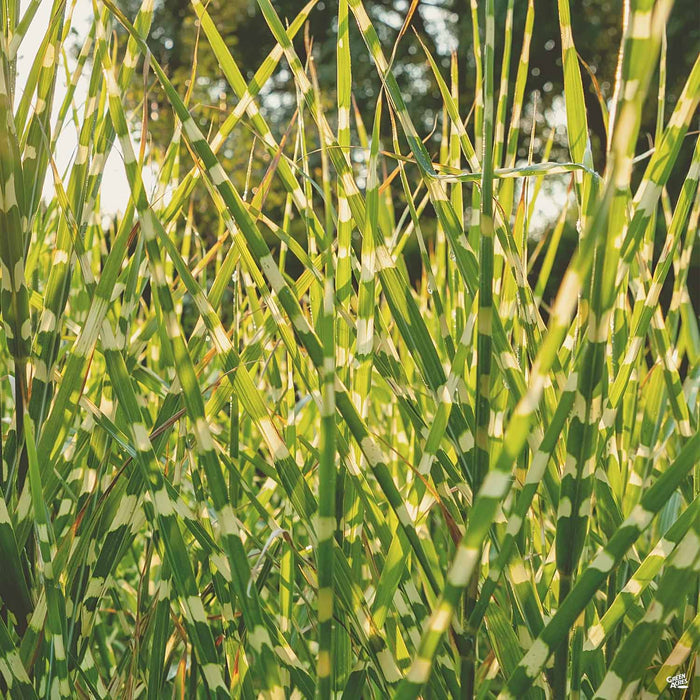 Zebra Grass