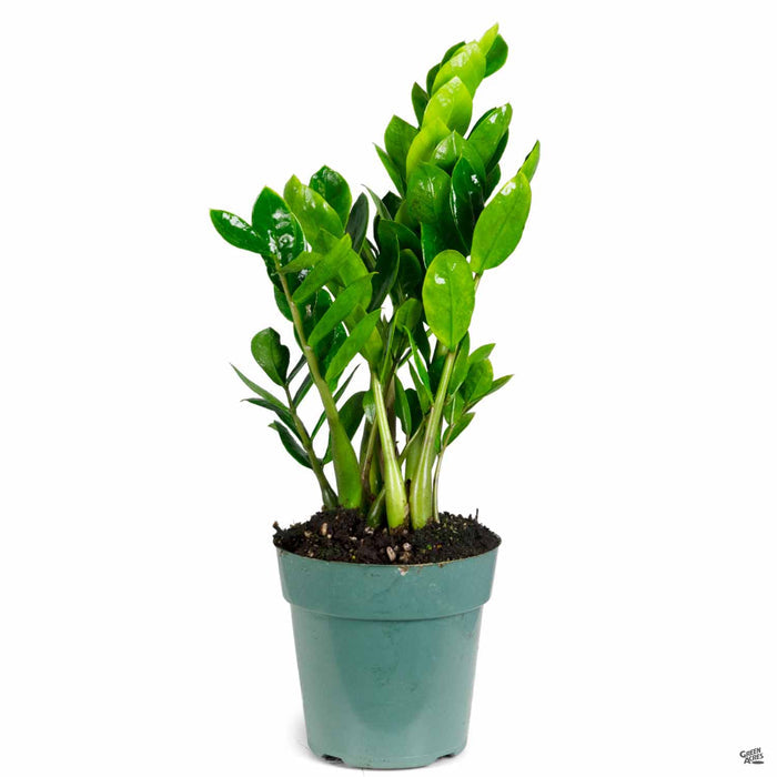 ZZ Plant 6 inch