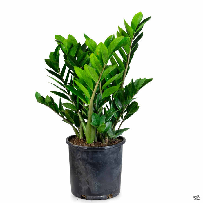 ZZ Plant 8 inch basic